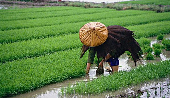 属于劳动者的帽子斗笠